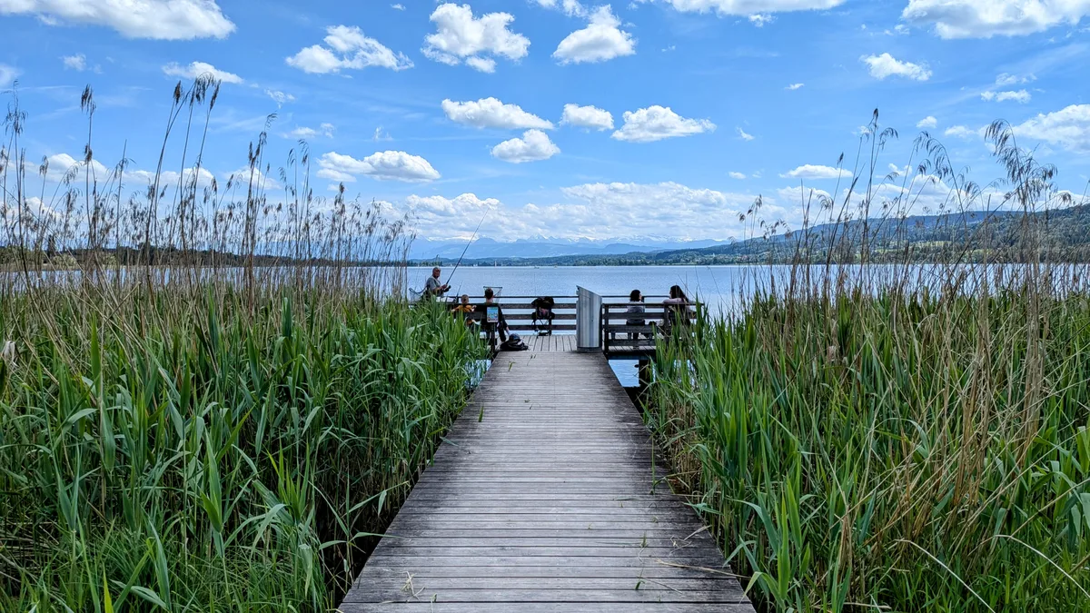 Ein Steg, der durch Schilf zu einer Aussichtsplattform an einem See führt.